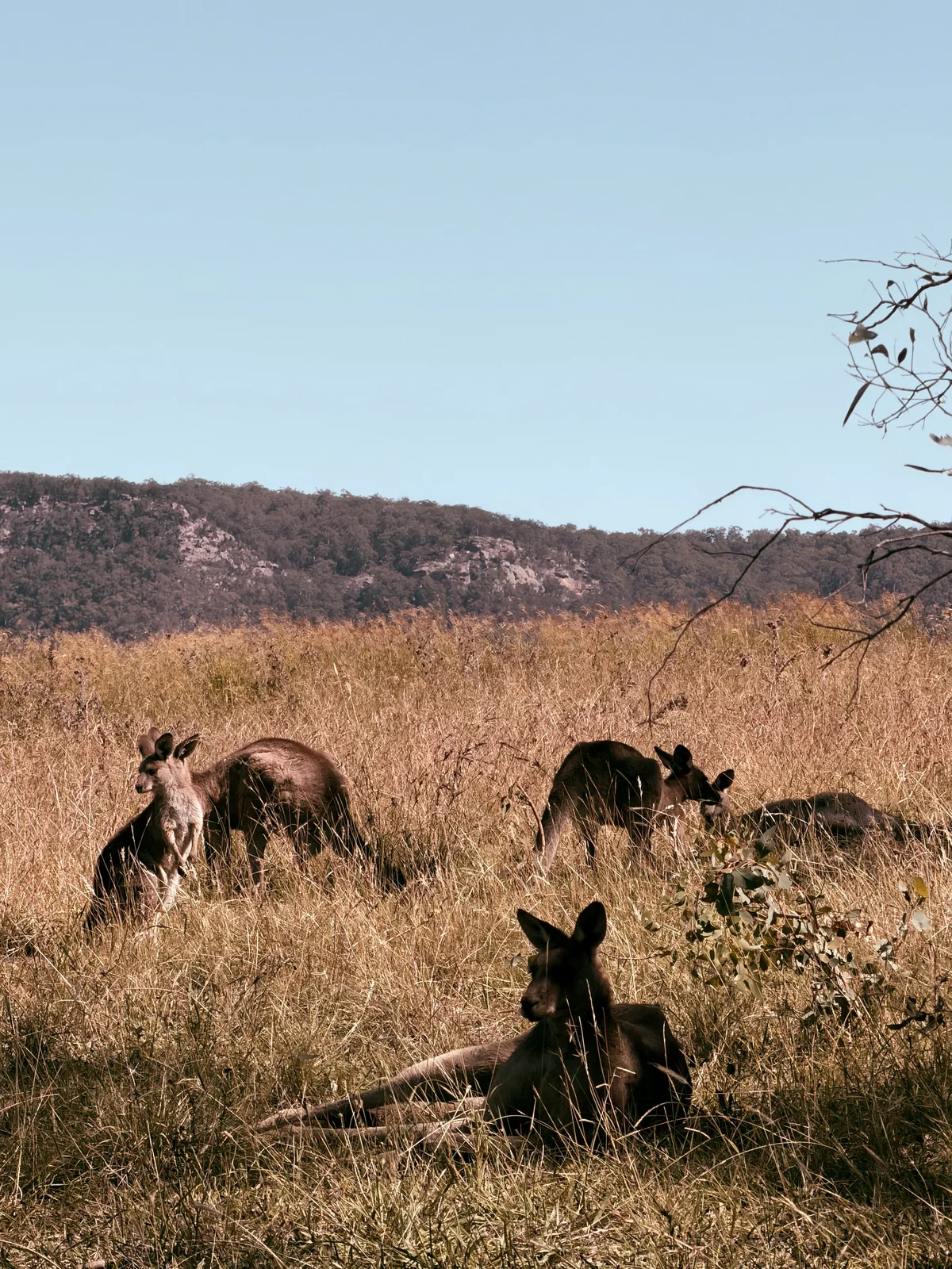 Hunter Valley Wine Tour photo 9